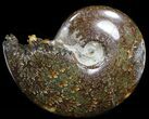 Bargain,  Cleoniceras Ammonite Fossil - Madagascar #40914-1